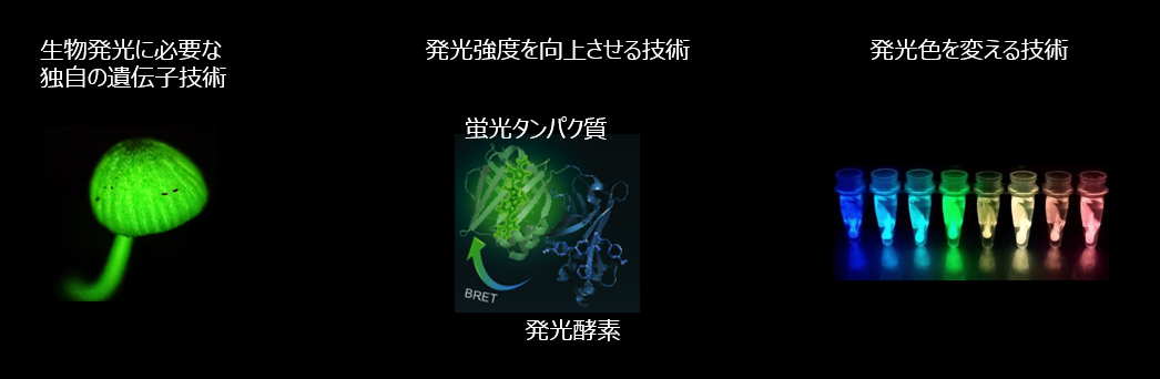 光る植物の特徴