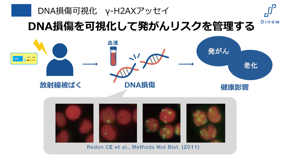 DNA損傷を可視化して発がんリスクを管理する